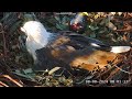 Sea EagleCAM ~Bielik białobrzuchy, Sydney - karmienie SE33, witamy 2 maluszka SE34 🐥🐥 2024 08 08