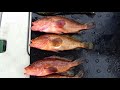 Kurushima Kaikyo Pheasant grouper fishing！Amazed！Flat shark appears！