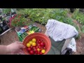 Allotment update 5th August 2017