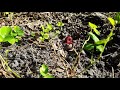 (WW1) Stop Motion Short Film END