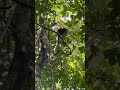 Black Mantled Tamarind Monkeys In Peru
