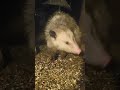 Opossum Eating Peanuts for 4 Minutes - Relaxing