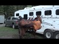 Gaited Mules - 2021 Colorado Trail Ride