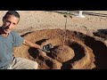 The BEST Way to Water Fruit Trees in the Desert!