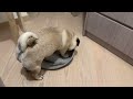 Bed or Pancake? | Poogie the Pug