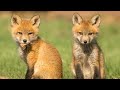 Photography tips wildlife wild foxes: Red Fox fun videos: Canon 100-500mm lens.