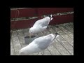 Gus the Seagull&Mate asking for FOOD! 😎