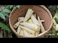 A kind man's love for a single mother grows deeper and deeper - Harvesting bamboo shoots