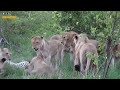 What Happens When Old Leopards Are Attacked By Hyenas ?