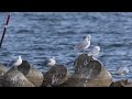 Canon R7 Sigma 150-600 Contemporary. Recorded at 4k 60 exported to 4K 30fps.