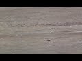 Grizzly Bear Kills Caribou RAW footage *no annoying music