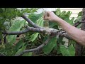 How To Care For A Multi Grafted Fruit Tree | featuring @eljardinperdido