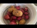 Harvesting potatoes after 2 months