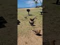 Salt Pond Beach Chickens