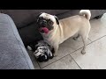 Vicious Pug Dog Takes Down A Zebra!