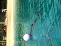 Dolphin heads the ball