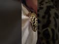 leopard Gecko teen.. warm bath on soooo cute!