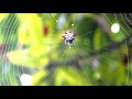 Spiny Orb Weaver Spider Spinning A Web