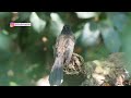 [4k] Watch This Video before Coming to BANG KRACHAO | Sabahan Birding in Thailand 🇹🇭 #bird