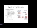 Abbas Ch 9: Activation of T Lymphocytes (Raje)