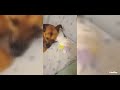 Dreams 😂 #milu' #animallover #animals #dog #doglover #animalfamily #viralshorts #shortvideo #cutedog