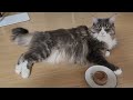 게으른 냥이 운동시키는 방법#메인쿤 #고양이일상 #반려묘 #귀여운고양이 내츄럴캔