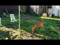 Staffordshire Bull Terrier playing tether ball.