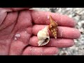 One of my best EVER, Shelling days in Florida: Cold front SHELL HAUL - 10K Islands: Part 2!