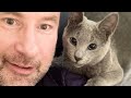 7 Reasons You Should Get A Russian Blue Cat 🐱