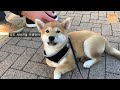 (ENG Sub) Reactions when I bring my puppy to the Shopping Mall