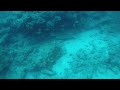 SCUBA Reef dive Blue Heron Bridge SCUBA Turtle 2