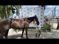 My First Rated Horse Show in Venice Florida | Riding Cascaval at Fox Leah Farms