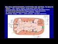 Mitochondrial Genetics and Diseases - Dr. Douglas Wallace  - 6-5-20