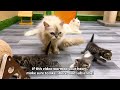This Mother Cat was living with her kittens where not a single drop of water!