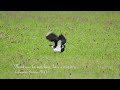 Relaxing video of a Stonechat and a Lapwing on a windy day March 2024 - Kalkmoeras Susteren (NL)