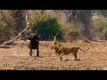 30 MOMENTS WHEN BUFFALOES TURN LIONS INTO THEIR PREY.....