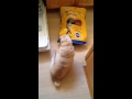 Funny Fat Pug