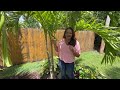 GardenTour 4: Privacy buffer tour of a typical Florida backyard. Plant names and more!