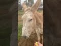 Donkey Dunk & his Apple Snack