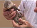 Baby Otters at SeaWorld Orlando