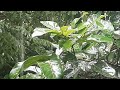 Moments In Nature | The Home Jungle | Wild Jungle Relax | Nature Forest Travel