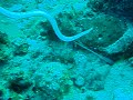 Octopus Vs. Snake Eel BATTLE!!!