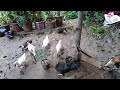 Duck and Chicken (Vine29channel)