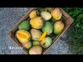 The Mango Report- August 2, 2024