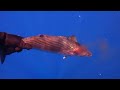 Spearfishing in Azores (Faial Island) Whale Shark?!!