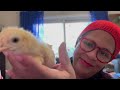 Chicken Whisperer: Bonding with Baby Chicks 🐥 &  a Serenade | Urban Homestead VLOG