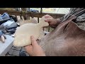 Wood Carving a Bluegill Bream  part 3 Fitting Fins