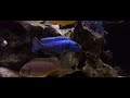 Electric Blue Hap Malawi Cichlid - Sciaenochromis Fryeri