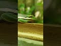 North American Green Tree Frog