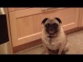 FUNNY PUG HOWLING !!